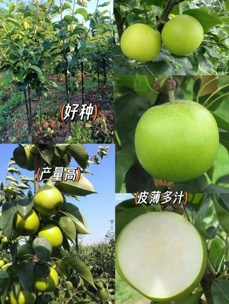 酥脆梨树苗早熟梨品种皮薄核小汁水多高糖品种