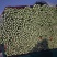 河北当地芹菜大量上市量大规格齐全可代发全国欢迎老板来电