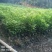 高30公分以上木荷无纺布袋苗