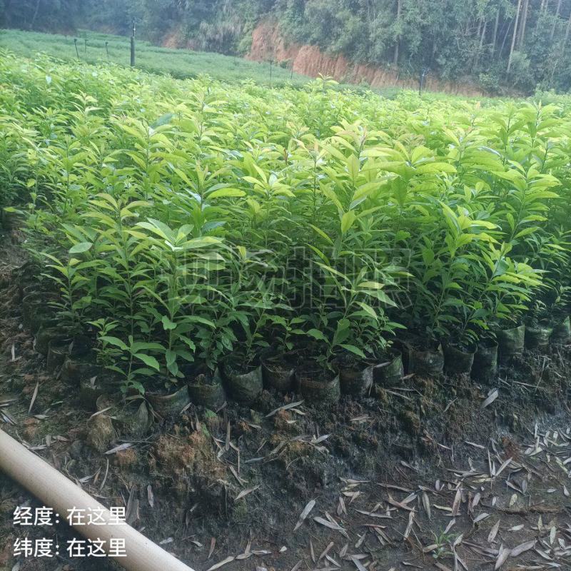 高30公分以上木荷无纺布袋苗