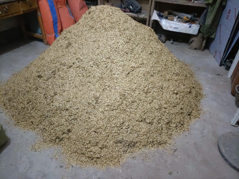 川白芷新品种子3公斤起批，免费送种植资料，技术培训，指导