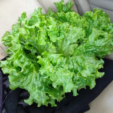 生菜