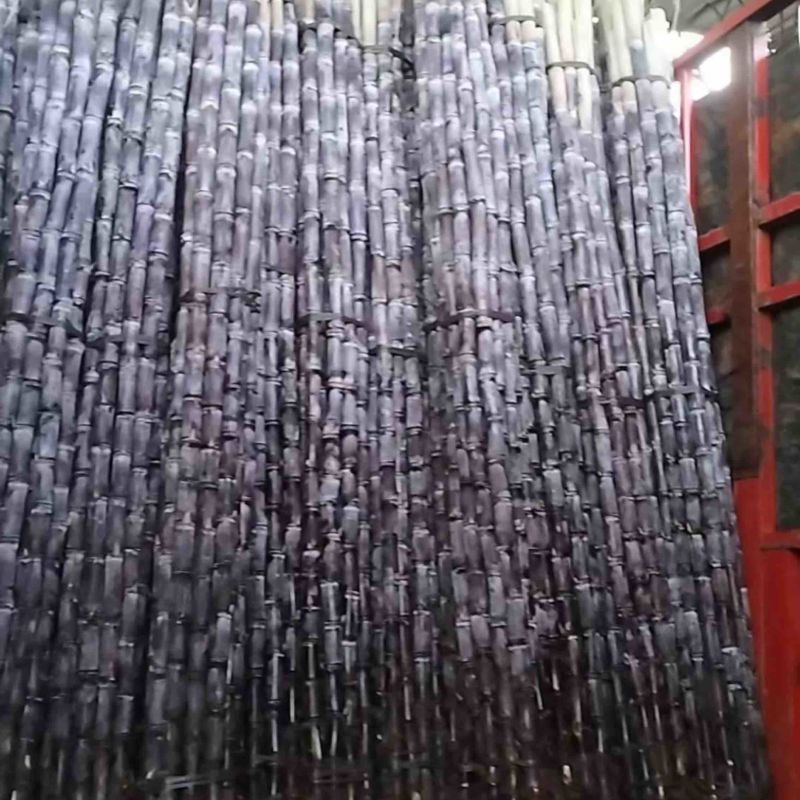 阳朔福利甘蔗甜过初恋