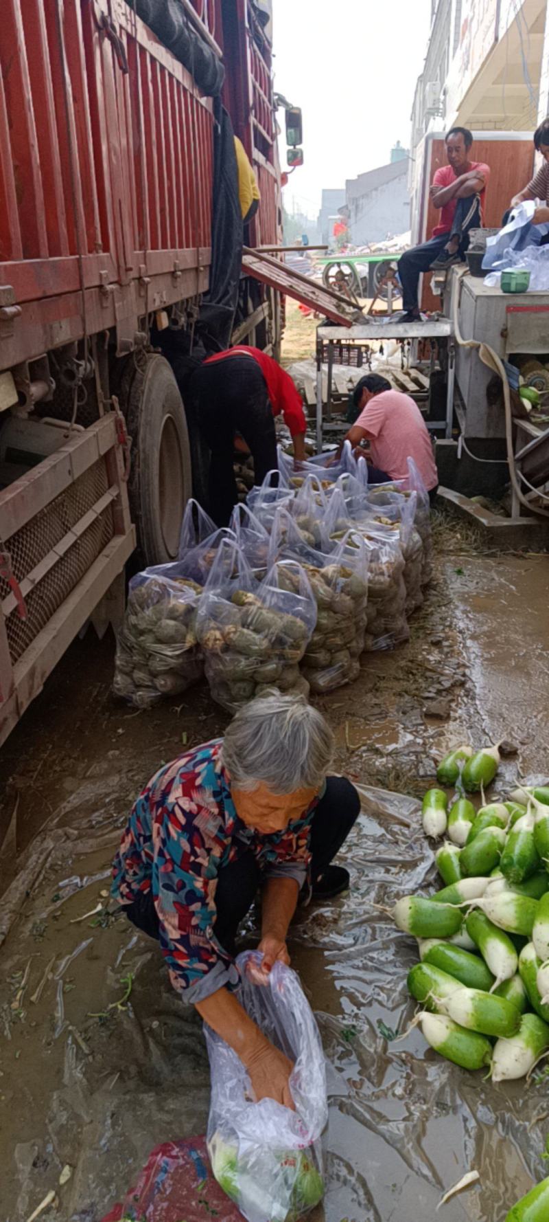 精品水洗青萝卜
