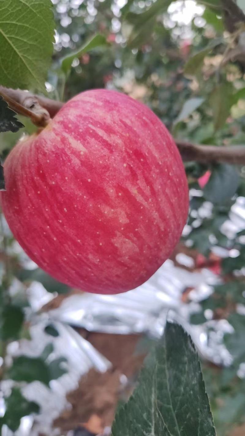 苹果寒富苹果鲜果大量现货可视频看货欢迎联系