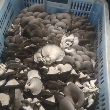 自家大型食用菌产地直发，采购物流一条龙服务，价格公道质量
