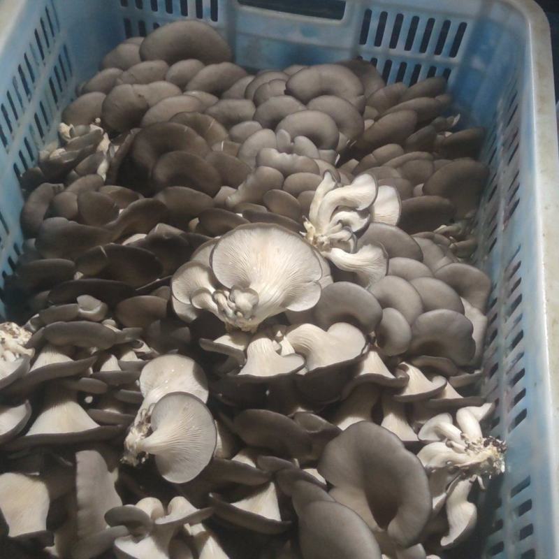 自家大型食用菌产地直发，采购物流一条龙服务，价格公道质量