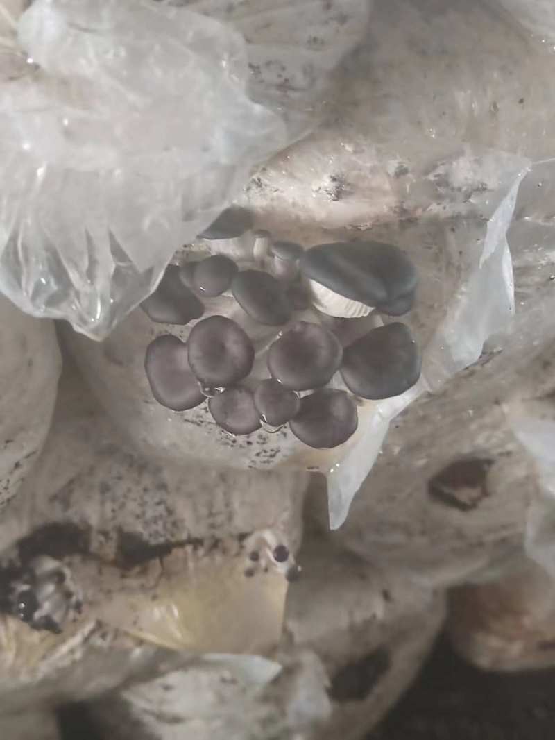 自家大型食用菌产地直发，采购物流一条龙服务，价格公道质量