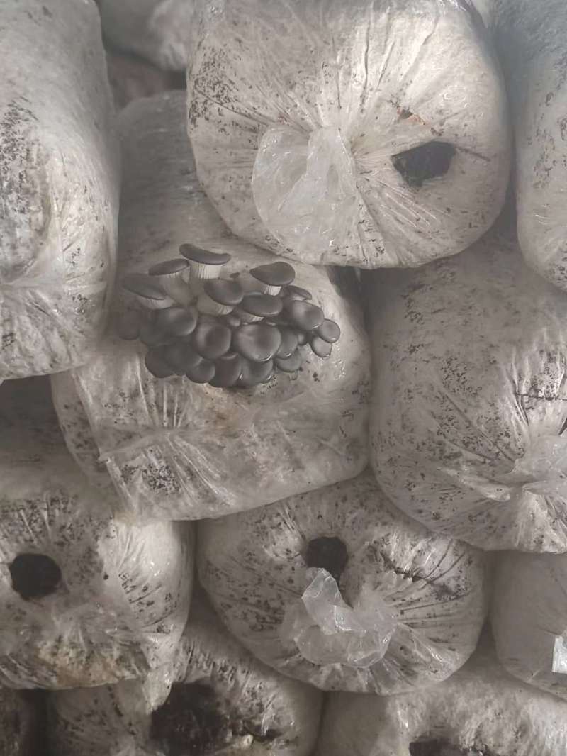 自家大型食用菌产地直发，采购物流一条龙服务，价格公道质量