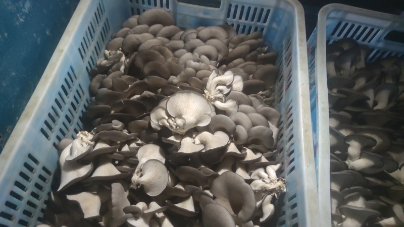 自家大型食用菌产地直发，采购物流一条龙服务，价格公道质量