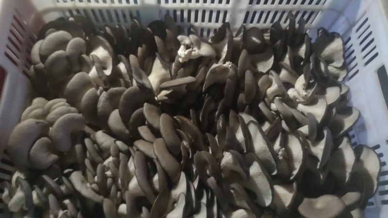 自家大型食用菌产地直发，采购物流一条龙服务，价格公道质量