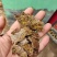 精品金棉籽饼肥，油厂直发，货源稳定。果园菌棚改良用