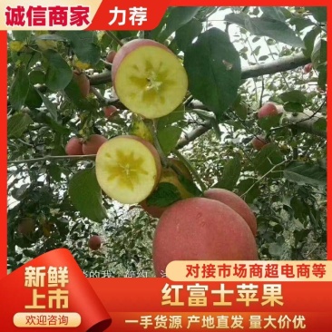 精品昭通红富士苹果，口感脆甜量大从优欢迎联系