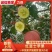 精品昭通红富士苹果，口感脆甜量大从优欢迎联系