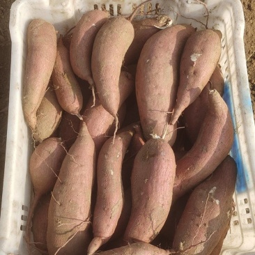 红薯、河北红薯，保定红薯，量大从优