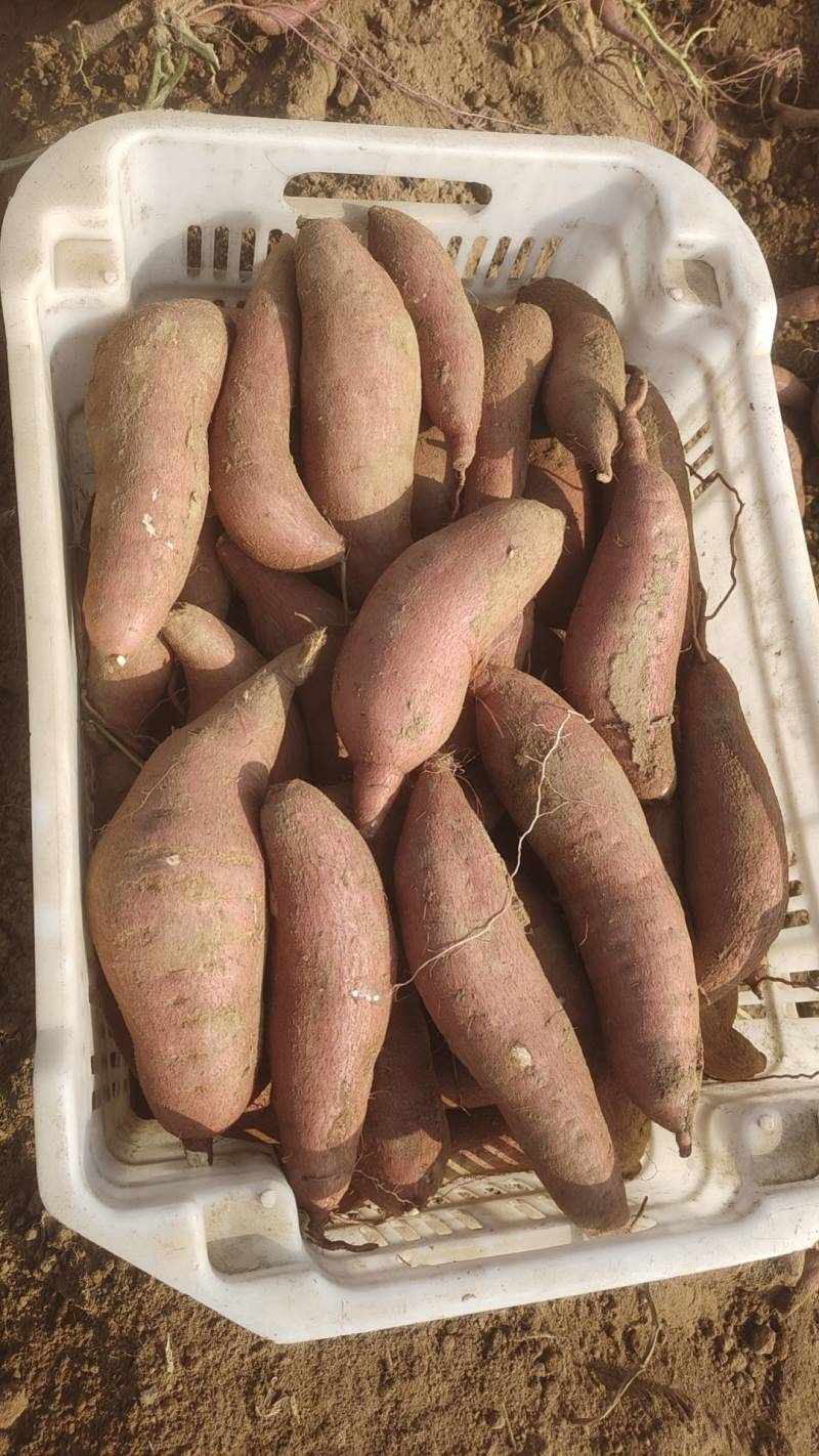红薯、河北红薯，保定红薯，量大从优
