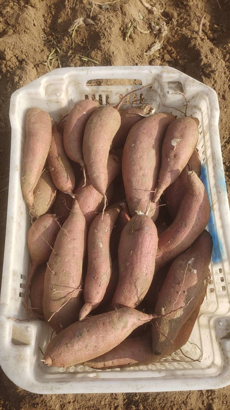 红薯、河北红薯，保定红薯，量大从优