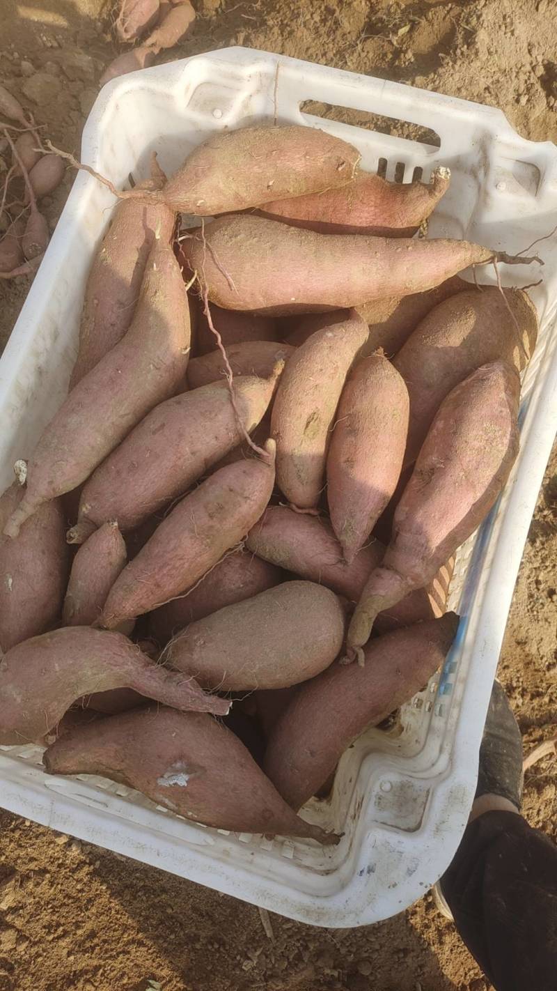 红薯、河北红薯，保定红薯，量大从优