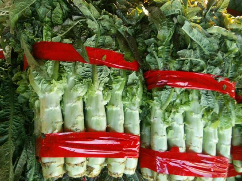 山东省郯城县红尖叶香莴苣，大量上市保质保量