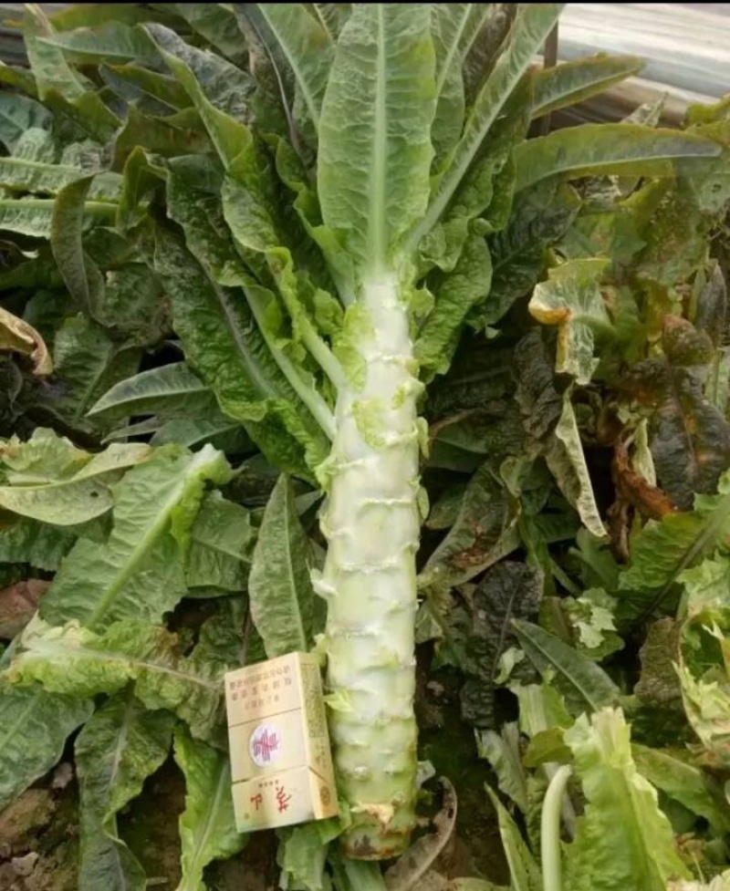 山东省郯城县红尖叶香莴苣，大量上市保质保量