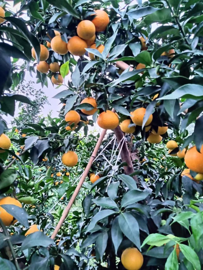 留佳镇爱嫒38