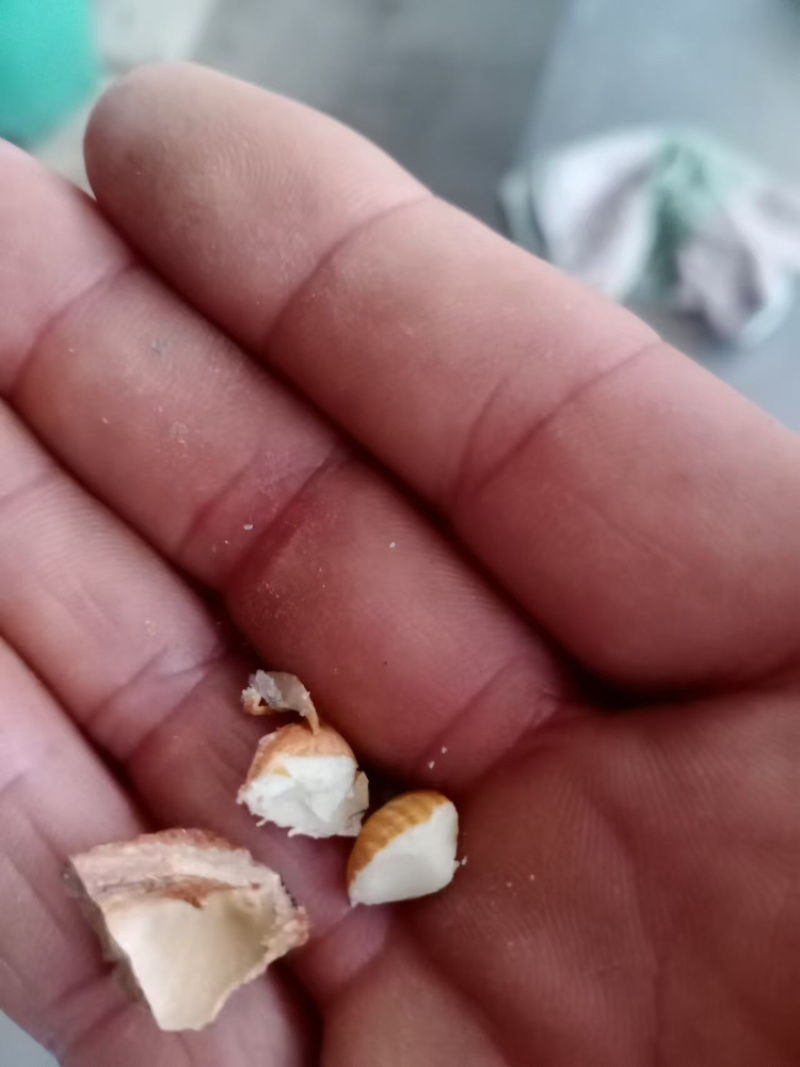 山西临汾优质山杏仁大量供应质量保证量大从优欢迎选购
