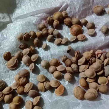山西临汾优质山杏仁大量供应质量保证量大从优欢迎选购
