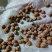 山西临汾优质山杏仁大量供应质量保证量大从优欢迎选购