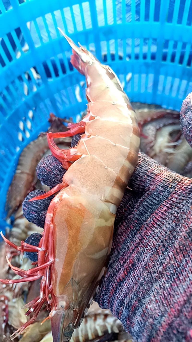 北海海捕