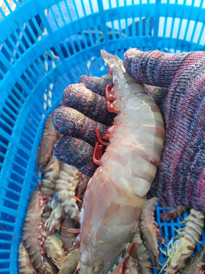 北海海捕