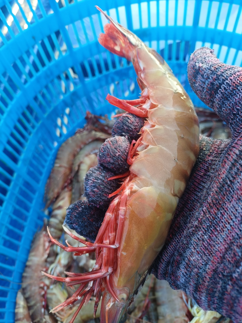 北海海捕