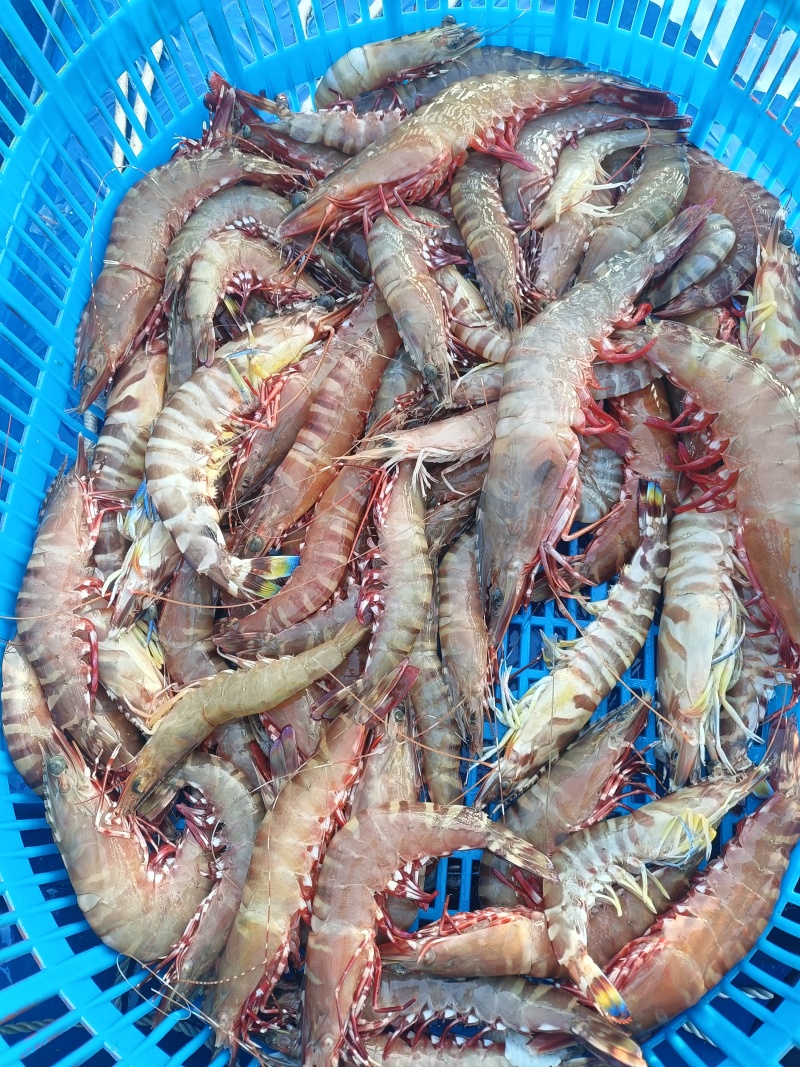 北海海捕