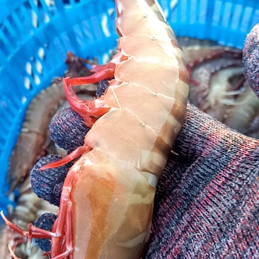北海海捕