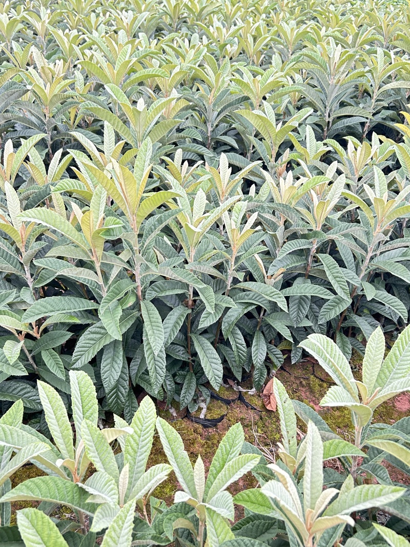大五星枇杷苗果实大口感好产量高