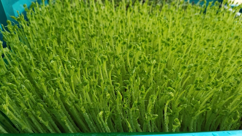 水培麻豌豆苗，大量上市，可视频看货，量大从优