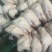 广东黑棕鹅量大从优质量保证厂家供应诚信经营欢迎咨询