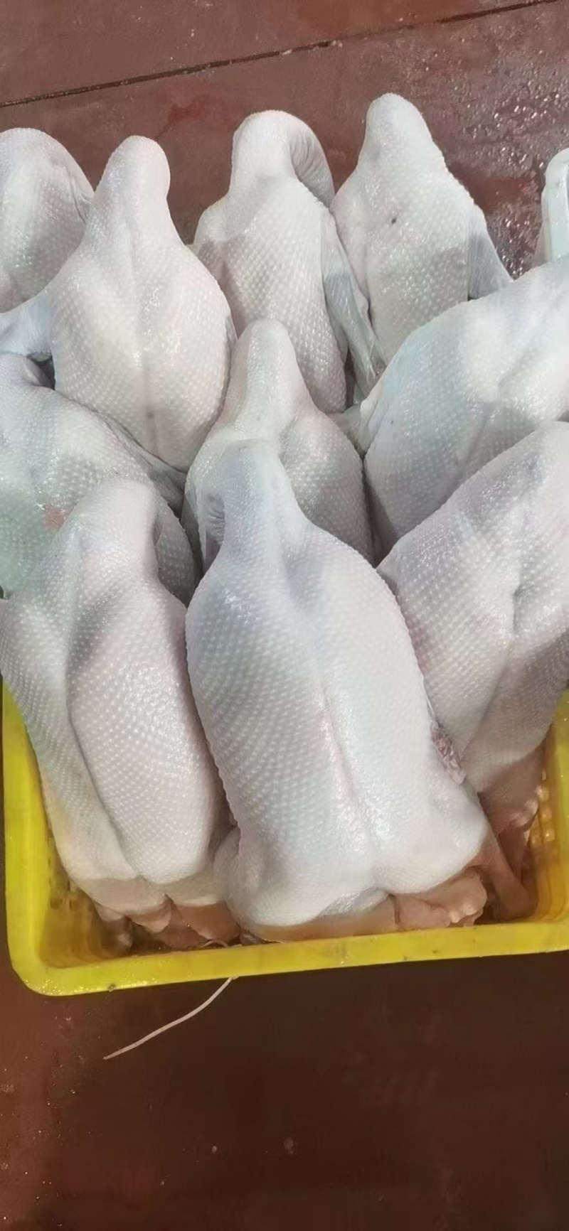 广东黑棕鹅量大从优质量保证厂家供应诚信经营欢迎咨询