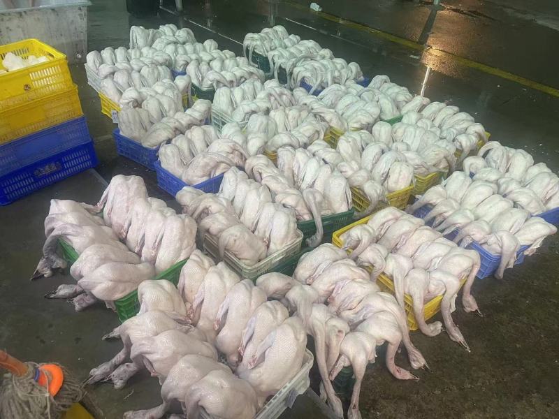 广东黑棕鹅量大从优质量保证厂家供应诚信经营欢迎咨询