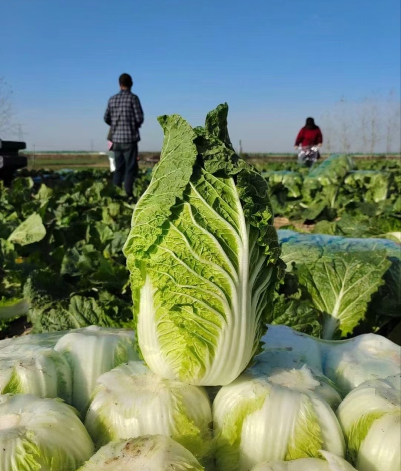 【精选】银川黄心大白菜供应市场商超电商量大价优