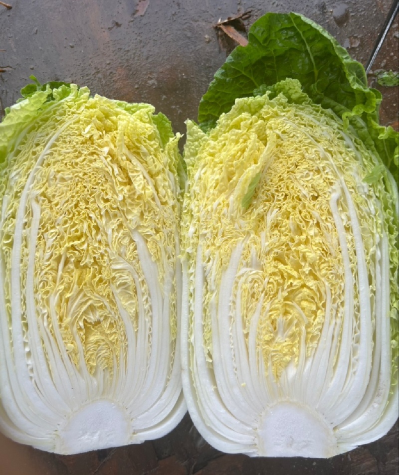 【精选】银川黄心大白菜供应市场商超电商量大价优
