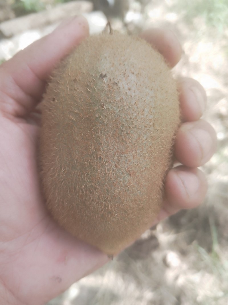 太白山下徐香海沃德亚特秦美猕猴桃大量出货