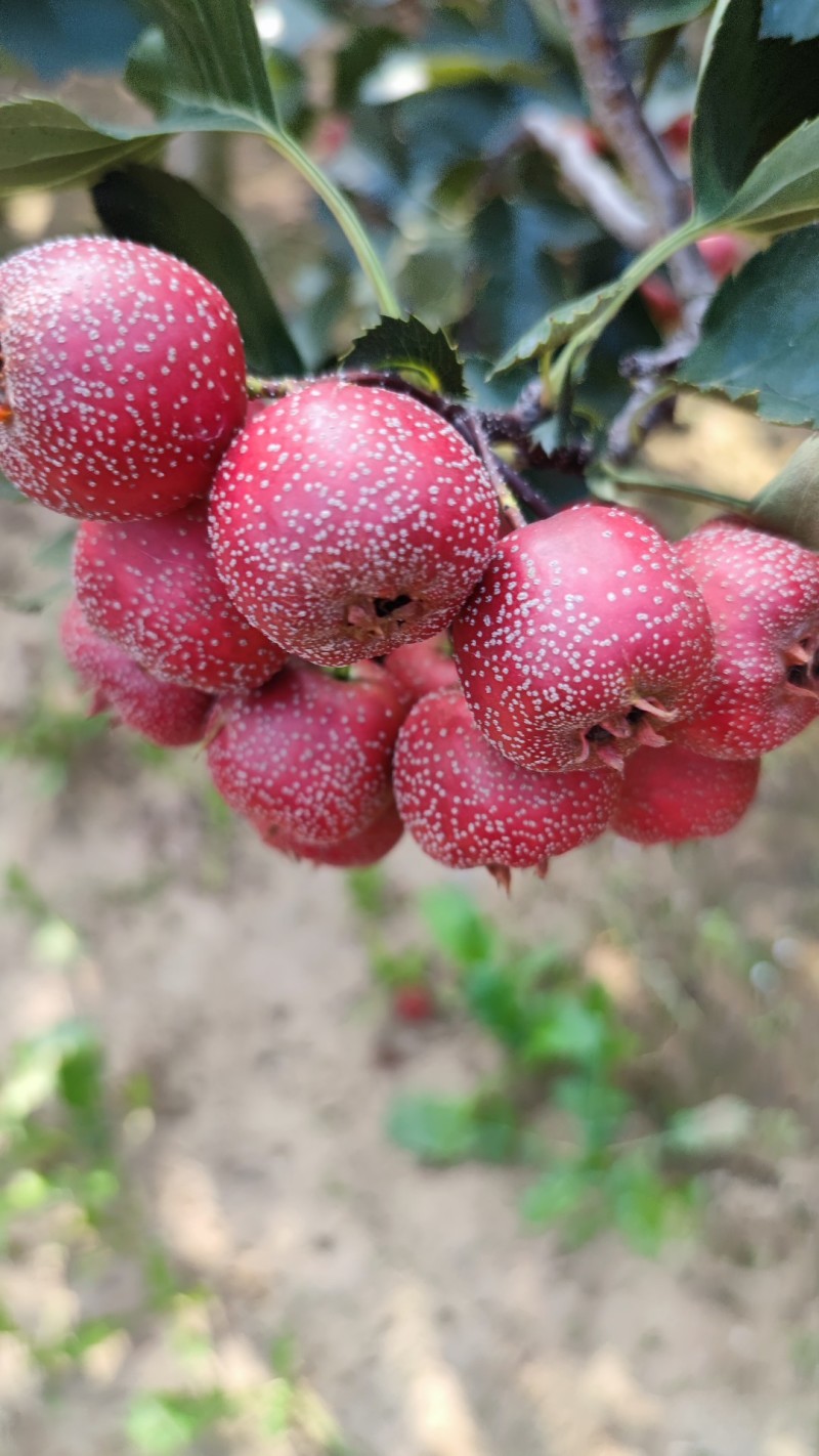 大金星山楂蘸糖球，切片个大三十个左右一斤