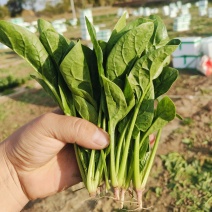 精品小菠菜500亩出货
