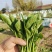 精品小菠菜500亩出货