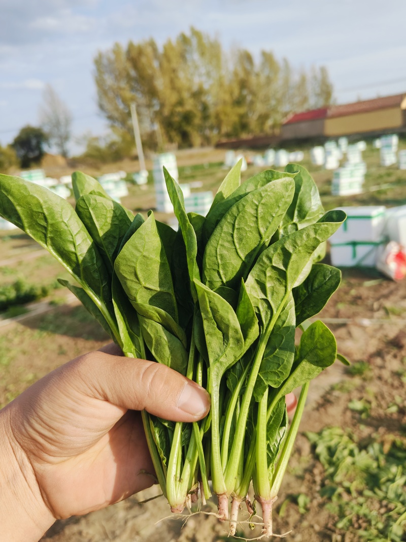 精品小菠菜500亩出货