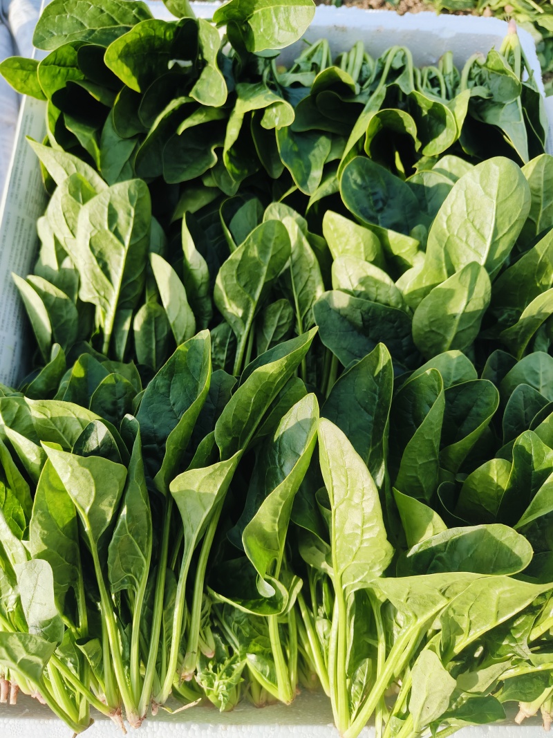精品小菠菜500亩出货