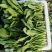 精品小菠菜500亩出货