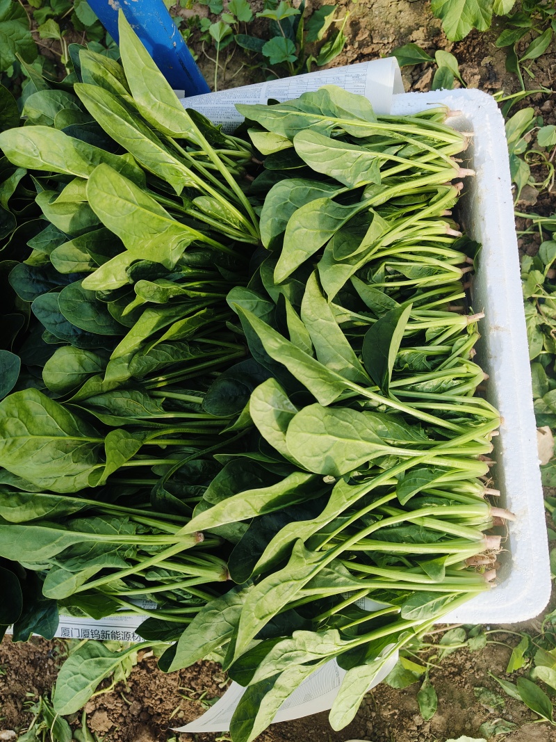 精品小菠菜500亩出货