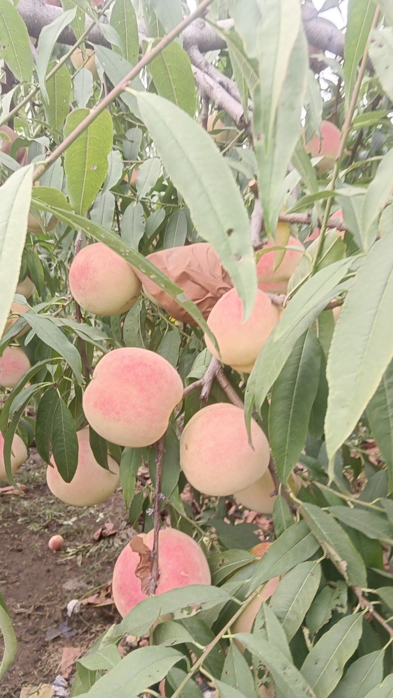 冬桃迎霜红毛桃