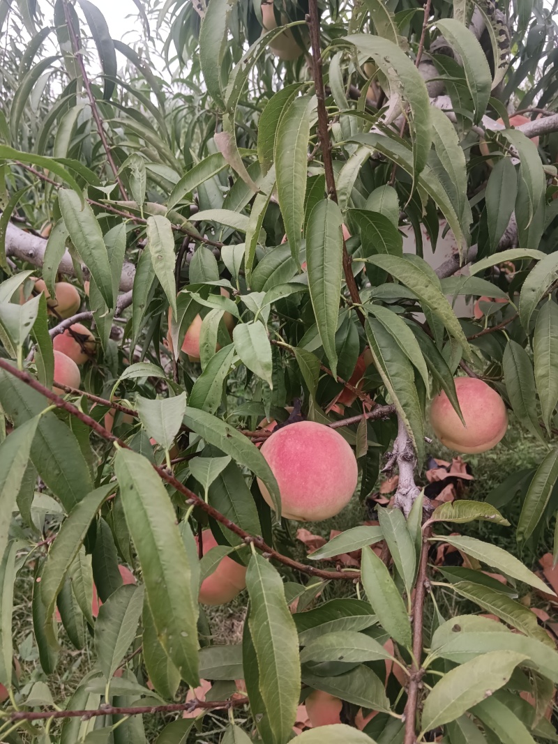 冬桃迎霜红毛桃